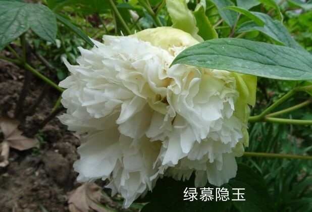 郓城县 白色精品牡丹 基地直销牡丹花苗 曹州牡丹芍药批发