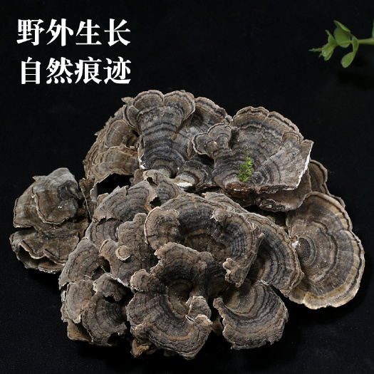 抚松县云芝 灰底长白山云芝蘑 云芝菌千层蘑 黄云芝青芝泡酒煲汤