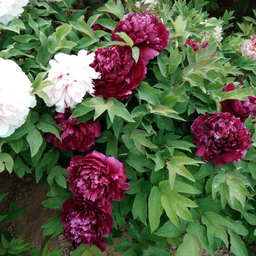 郓城县 菏泽独有牡丹品种  种植基地直销牡丹芍药观赏花苗