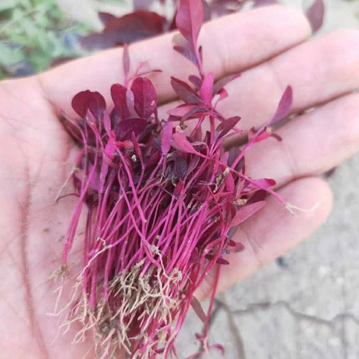 火红苗种子生长快 拌芽苗菜苗 四季食用花鲜花草 简餐西餐摆盘