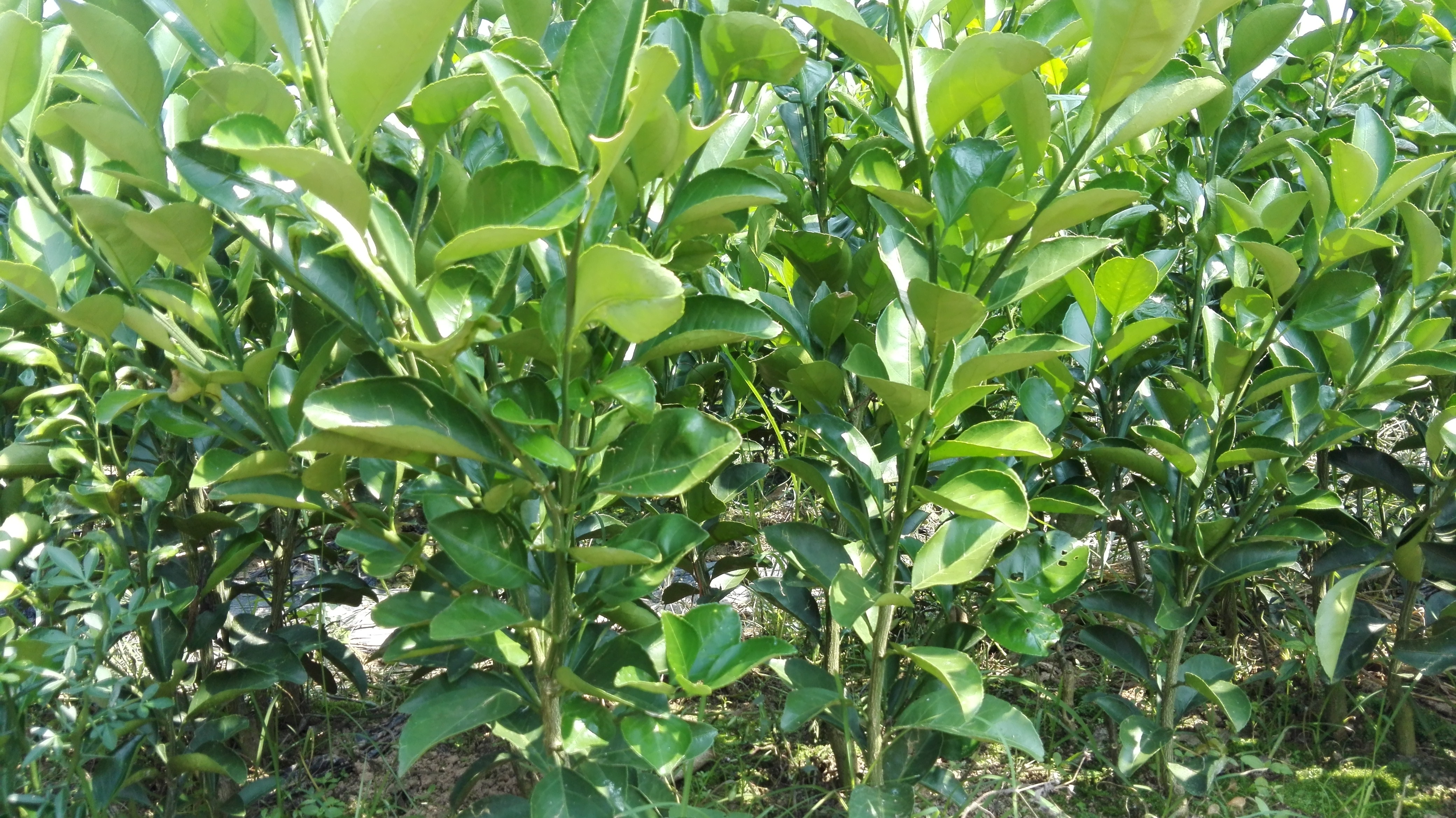 南平桔柚苗原产地建阳品种纯正根系发达无病害免费技术跟踪指导