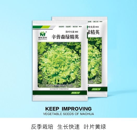 青县 中科茂华蔬菜种子奥美斯特668抗热生菜种子辛普森精英耐热越夏