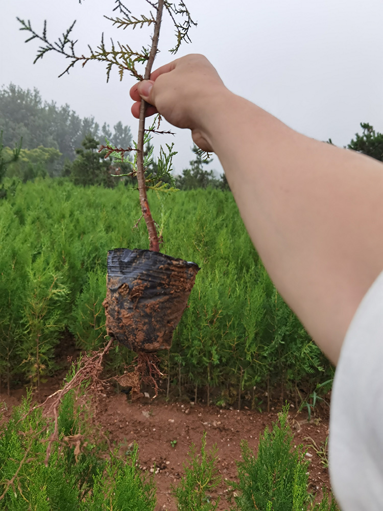 侧柏 各规格侧柏苗批发，质优价廉