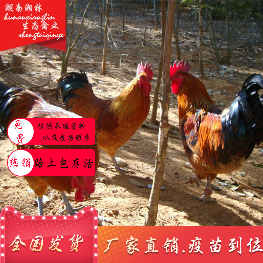 衡阳县热销青脚土鸡苗绿壳蛋鸡苗活体鸡苗草鸡苗笨鸡苗跑山鸡苗厂家直销
