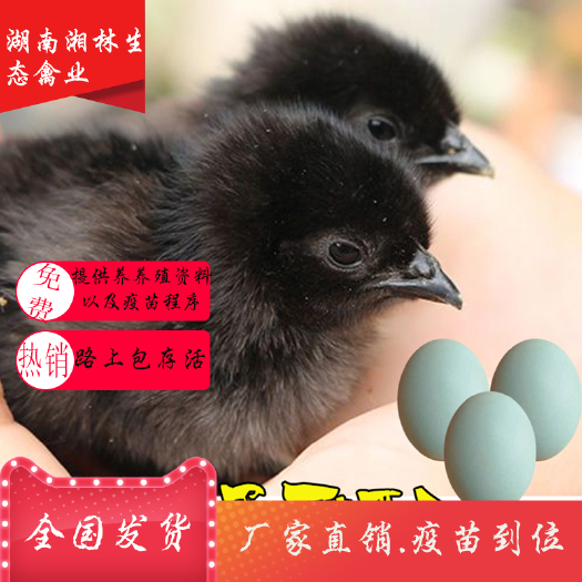 衡阳县五黑一绿鸡苗高产绿壳蛋鸡苗青脚土鸡苗乌鸡苗厂家直销疫苗到位