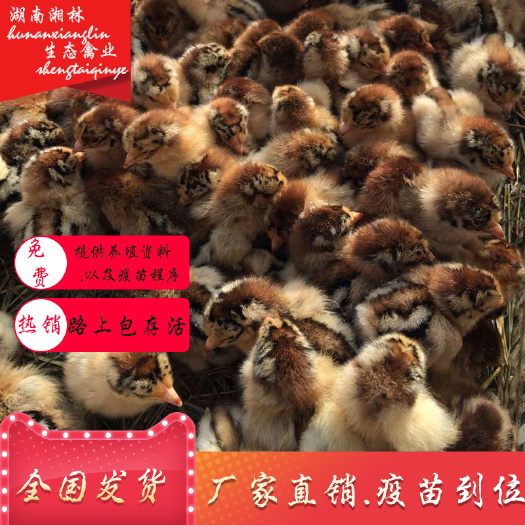 衡阳县青脚麻鸡苗良凤花鸡苗k9鸡苗土鸡苗快大黄鸡苗黑肉麻鸡苗包邮