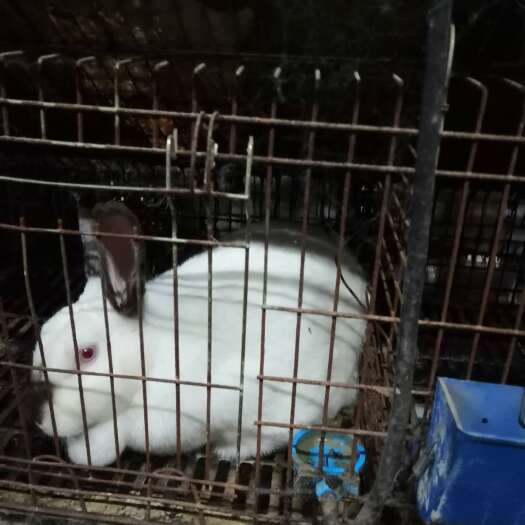 嘉祥县八点黑 伊拉兔肉兔种兔养殖场