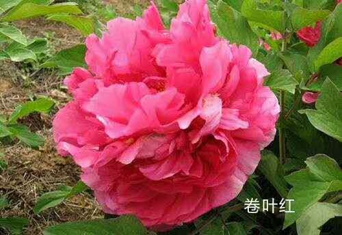 郓城县 好品种牡丹芍药 纯正观赏牡丹芍药花苗 基地直销
