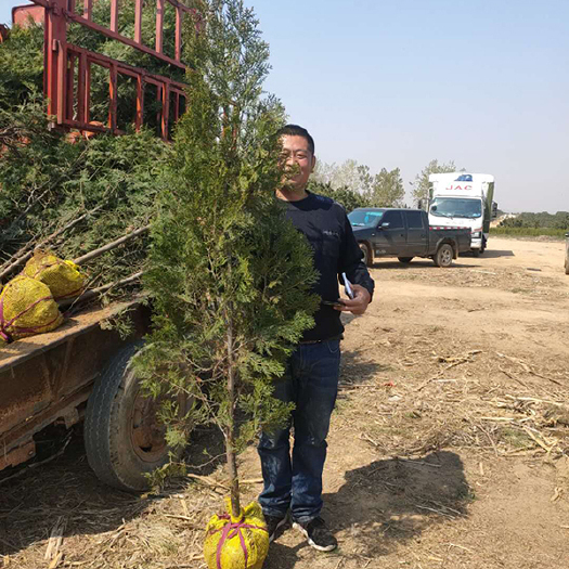 莒南县2米侧柏大量出售，山东侧柏苗