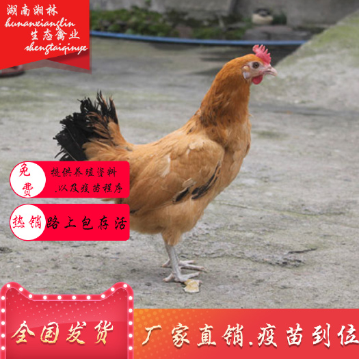 衡阳县热销活体鸡苗麻羽高产绿壳蛋鸡苗青脚土鸡苗另有五黑一绿鹊山鸡苗