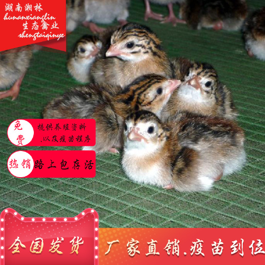 衡阳县直销珍珠鸡苗另有贵妃鸡苗七彩山鸡苗鹅苗鸭苗土鸡苗蛋鸡苗打疫苗