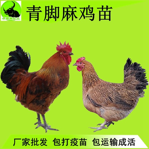 昆明 云南鸡苗青脚麻鸡苗批发孵化包邮价 送货上门