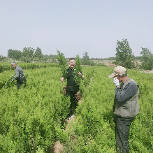 50－150公分侧柏苗大量低价处理，山东侧柏苗