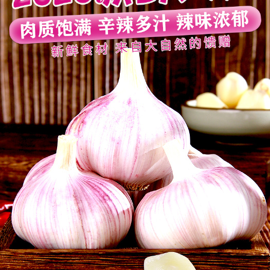 农家紫白皮多瓣干蒜大蒜头当季现挖非独头湿净重五斤包邮特产