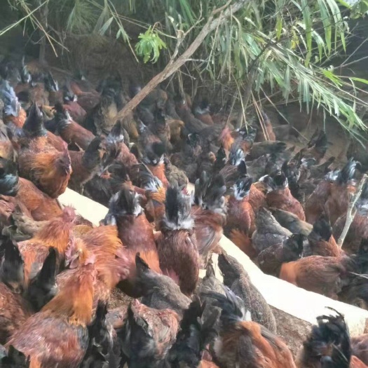 昆明 云南土乌鸡苗