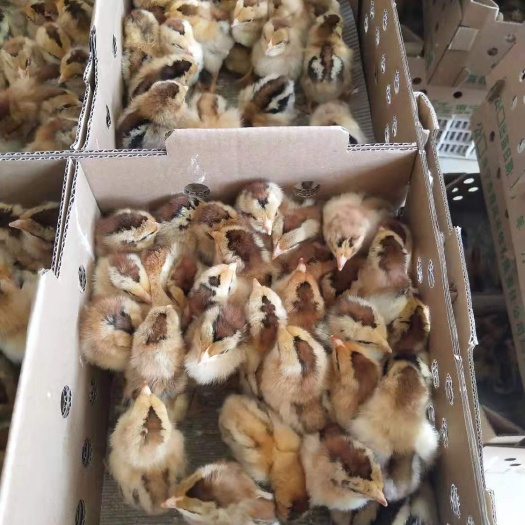 昆明 良凤花鸡苗 品质好 提供养殖技术