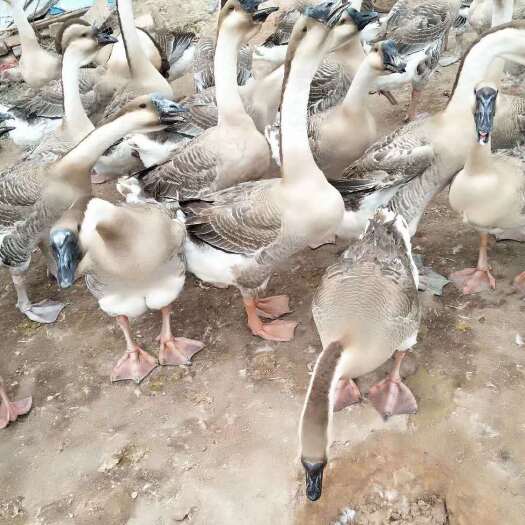 昆明 大白鹅苗