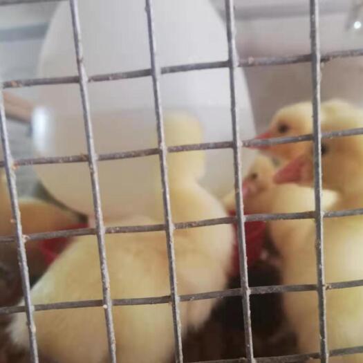 昆明 大三花鹅苗