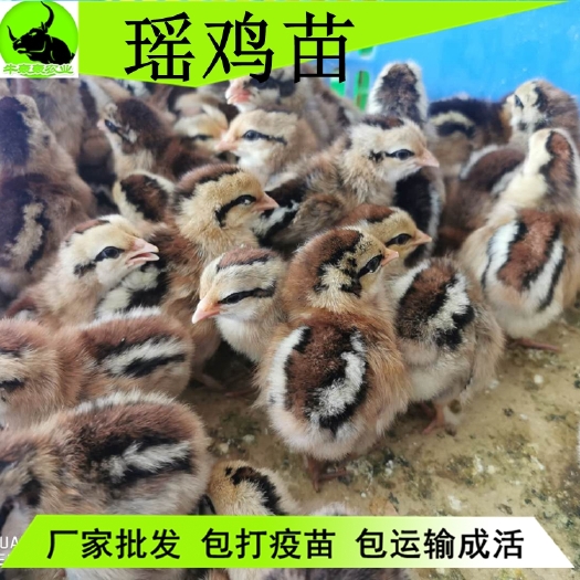 富源县 贵州本地鸡苗黑瑶鸡苗批发孵化包邮价 送货上门