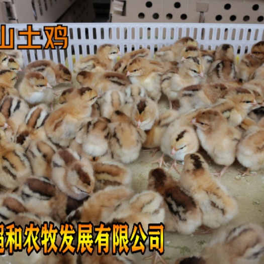 昆明灵山土鸡 提供养殖技术 成活率高 孵化场直发 品质好