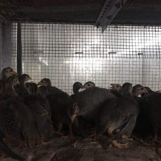 昆明珍珠鸡苗 提供养殖技术 成活率高 孵化场直发 品质好