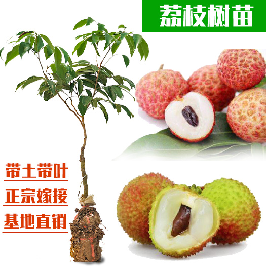 容县 荔枝树苗桂味妃子笑荔枝苗带土带叶发货
