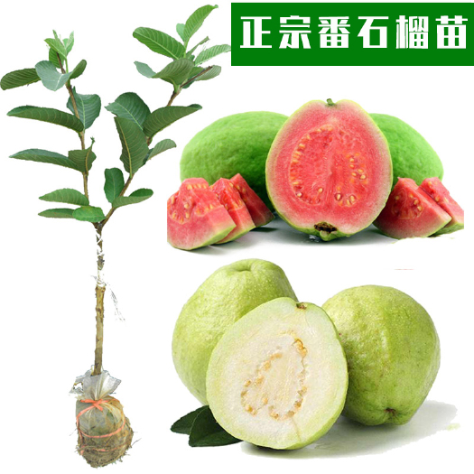 容县 番石榴苗 珍珠番石榴 西瓜红 白心红心芭乐 包正品当年结果