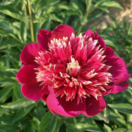 郓城县 重瓣观赏牡丹苗木 牡丹芍药基地种植花苗