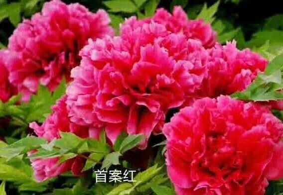 郓城县 品种牡丹芍药 花色齐全 移栽简单