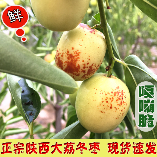 【2025年冬枣来啦】陕西大荔冬枣原产地发货，送礼选礼盒