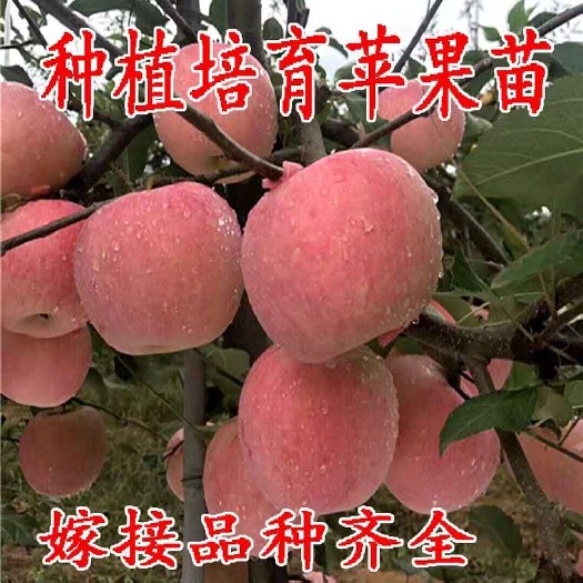 平邑县红富士苹果苗 苹果苗烟富8号奶油冰糖心苹果苗南北方种植新品盆