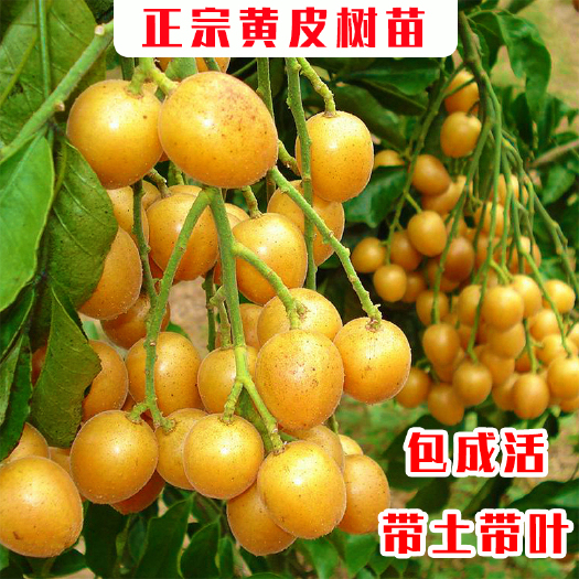 容县黑黄皮果苗 黄皮树苗优质嫁接苗保证品种提供种植技术支持