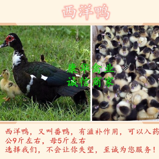 南宁西洋鸭苗  西洋鸭，孵化场直销，出壳打疫苗，包运输损耗，价惠质优。