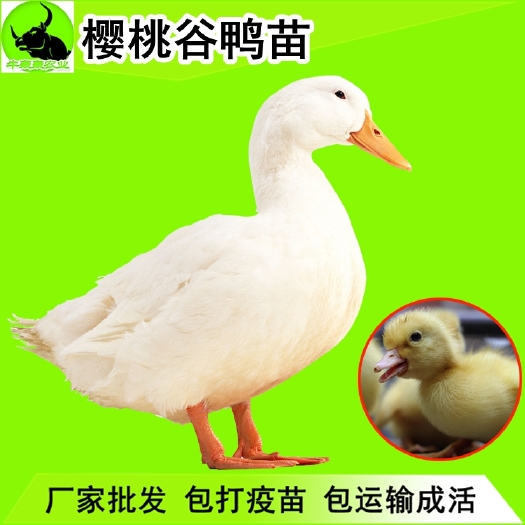 桂林 鸭苗新价格桂柳白鸭苗包邮价格   送货上门