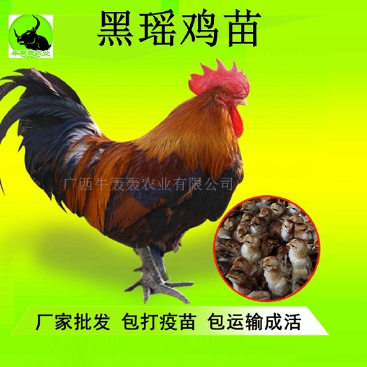 华宁县 云南鸡苗血毛土鸡苗/黑瑶鸡苗包邮价 送货上门