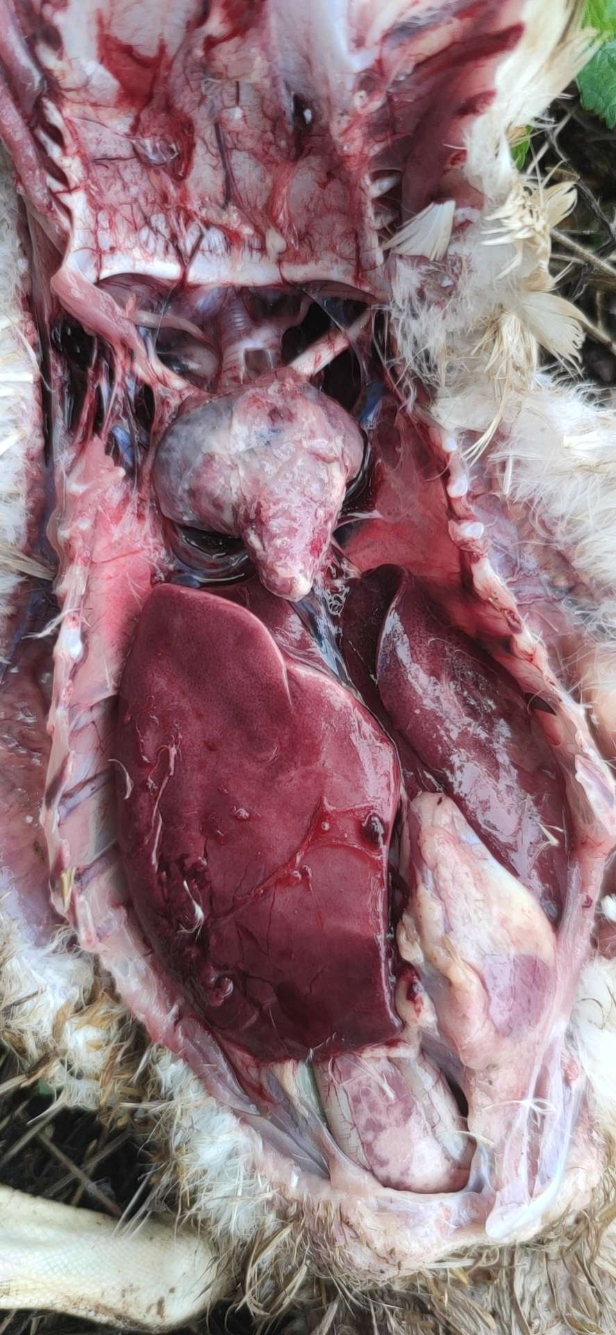 你好帮我看一下我的番鸭是什么病,从小一直吃药打针,就是控制不了死亡