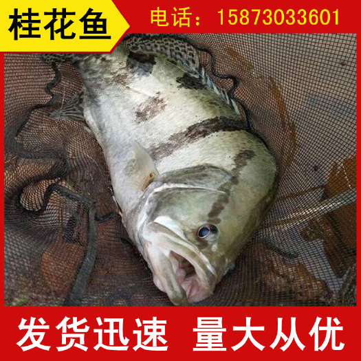 岳阳翘嘴鳜 大量批发冰鲜桂花鱼 各种规格 货源稳定洞庭湖梭子鱼