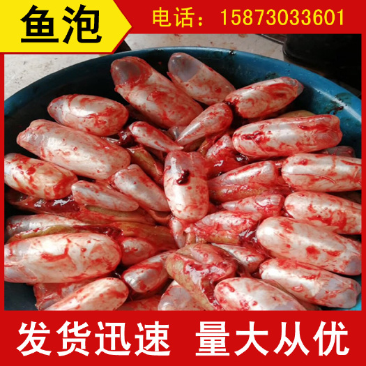 常德叉尾鮰鱼 鱼泡 新鲜鱼泡 个大饱满 鱼胶煲汤上品 满满的胶原蛋白
