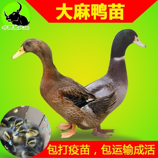 柳州 广西鸭苗郊区麻鸭苗批发包邮价格 送货上门