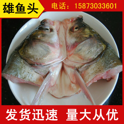 岳阳花鲢 鱼头 大量批发雄鱼头 剁椒蒸鱼头 货源稳定长期供应水库鱼头