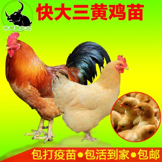 北流市 广西鸡苗三黄鸡苗批发包邮价   送货上门