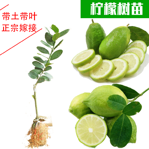 容县香水柠檬苗 香水柠檬嫁接树苗带土带叶发货包邮