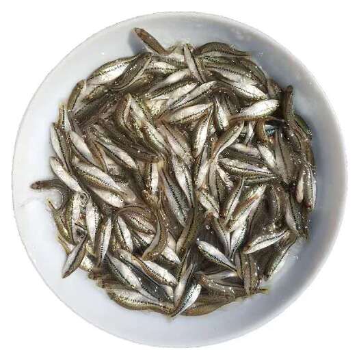 肇庆吃饲料加洲鲈鱼苗 快大的加洲鲈
