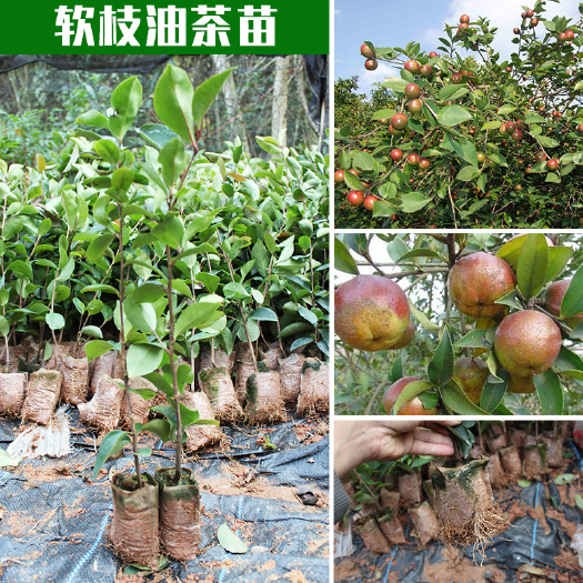 容县油茶苗 正宗软枝油茶嫁接树苗带营养杯广西容县发货