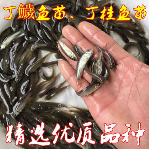 清远 丁桂鱼苗批发 优质丁桂鱼苗 丁桂鱼苗 鱼苗