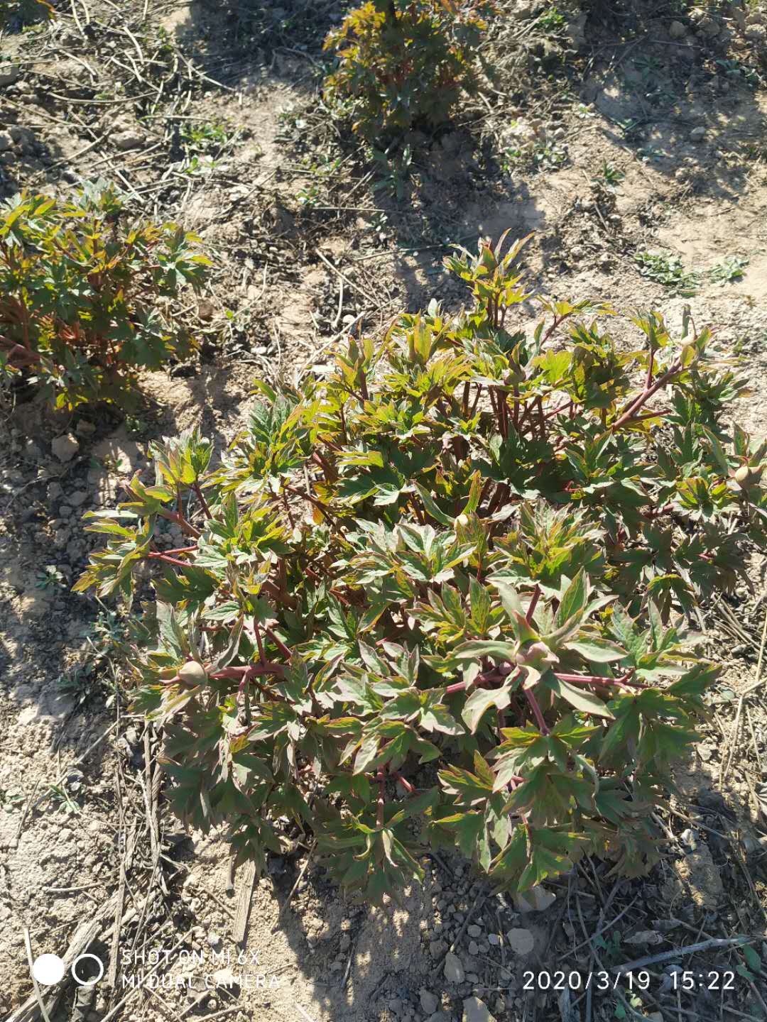  花农培育精品牡丹芍药 平价出售牡丹芍药花苗