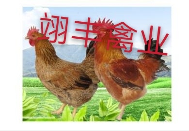 昆明良凤花鸡苗  ，大品种鸡苗，已做好疫苗，肉质出色！