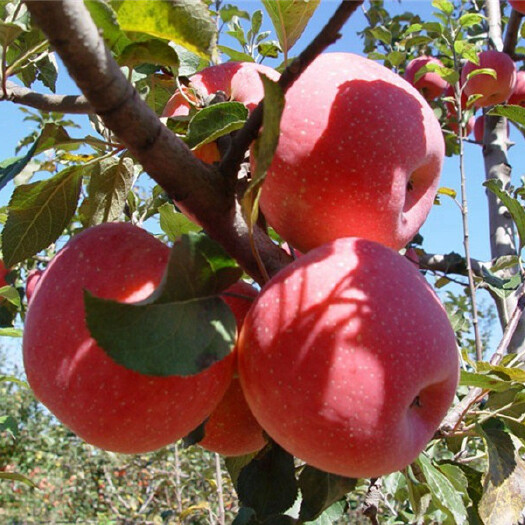 泰安2公分苹果树3年生4年生苹果树5公分8公分苹果树品种全