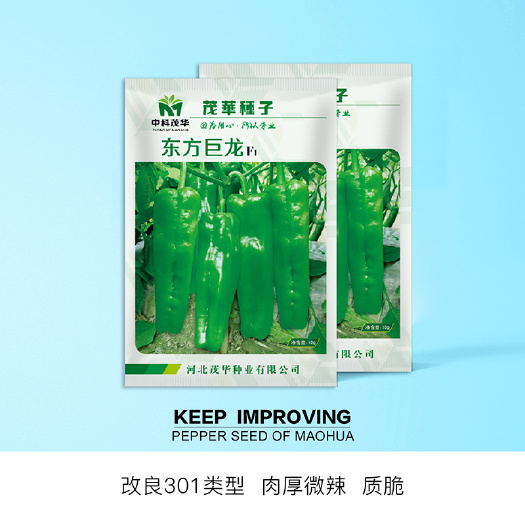 青县 中科茂华蔬菜种子东方巨龙辣椒种子青椒牛角薄皮特大果