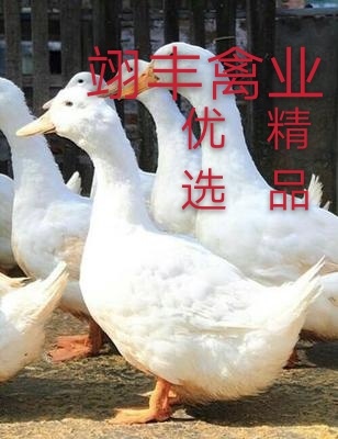 昆明昆明官渡区优质樱桃谷鸭苗供应 遗传稳定 成活率高